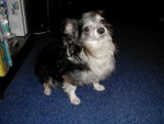 pic00007.jpg