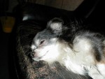 pic00016.jpg